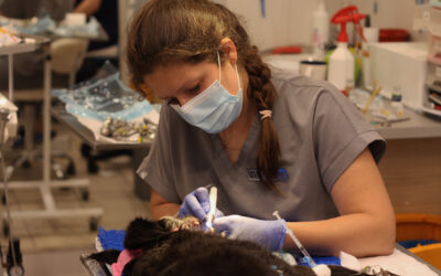 Stomatologia weterynaryjna