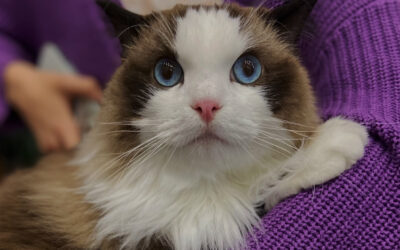 Jak wzmocnić odporność czworonoga – Cztery Łapy. Na pytania odpowiada lek. wet. Karolina Malińska z przychodni weterynaryjnej w Warszawie