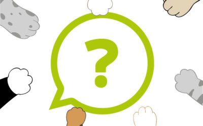 FIP u kotów – najczęściej zadawane pytania