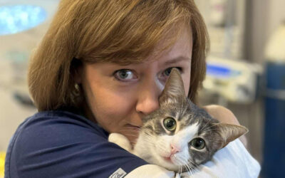 Zakaźne zapalenie otrzewnej (FIP) u kotów – rodzaje, objawy, leczenie, rokowania