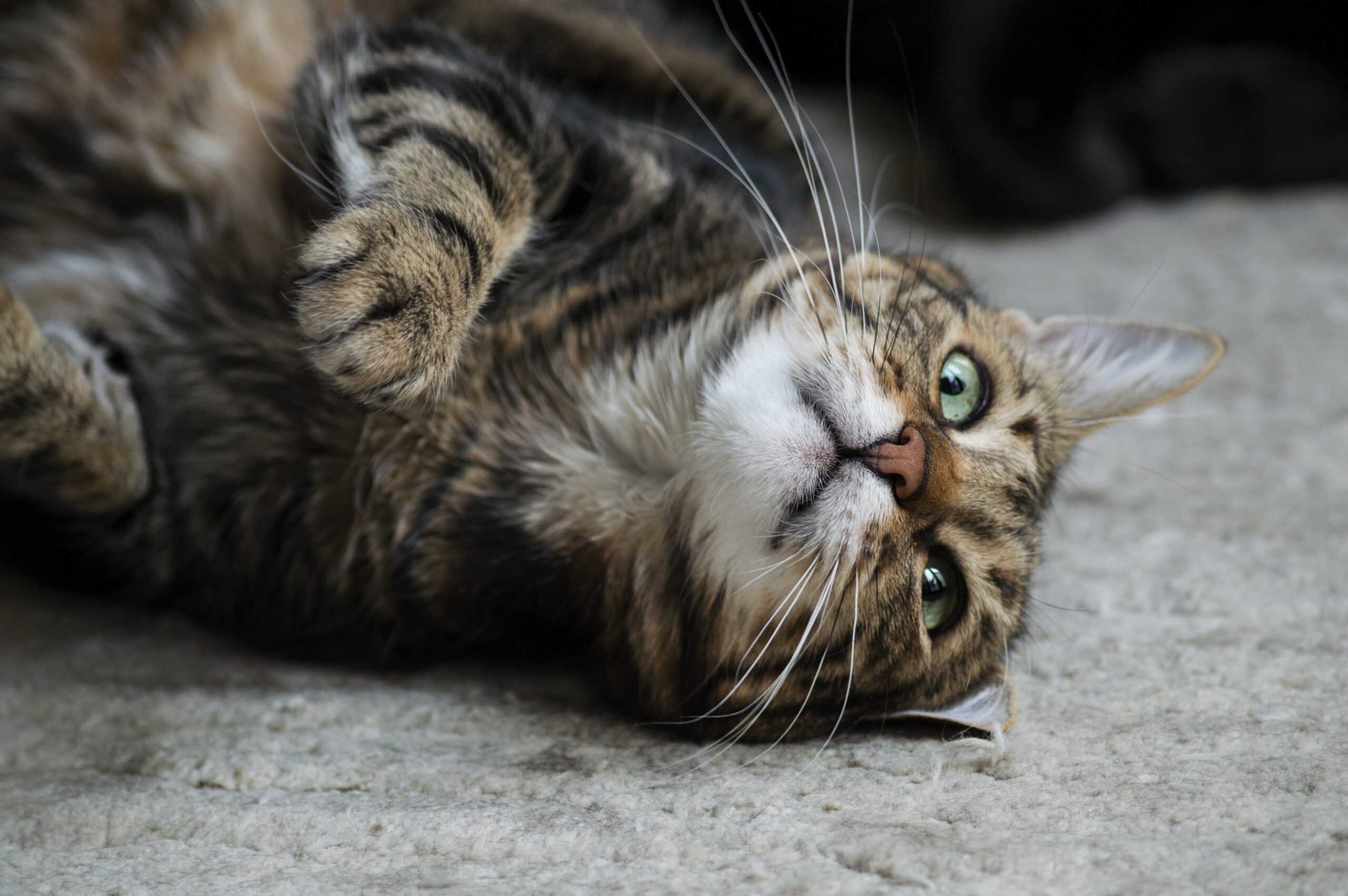 FeLV a chłoniak u kota
FIV a chłoniak u kota
