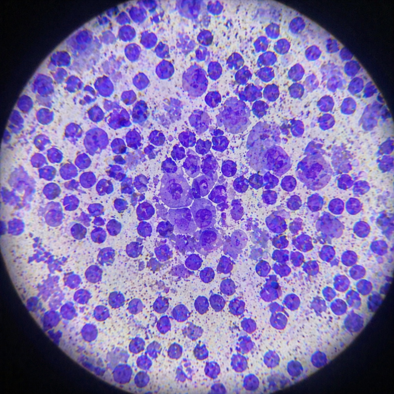 Pobranie cytologii cienkoigłowej u psa – jak wygląda badanie