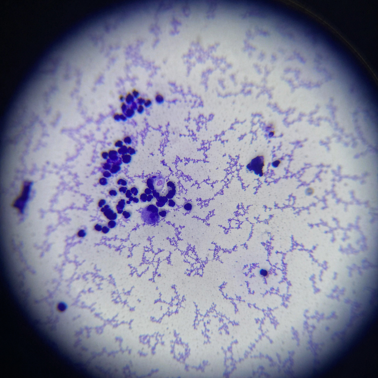 Pobranie cytologii cienkoigłowej u psa – jak wygląda badanie