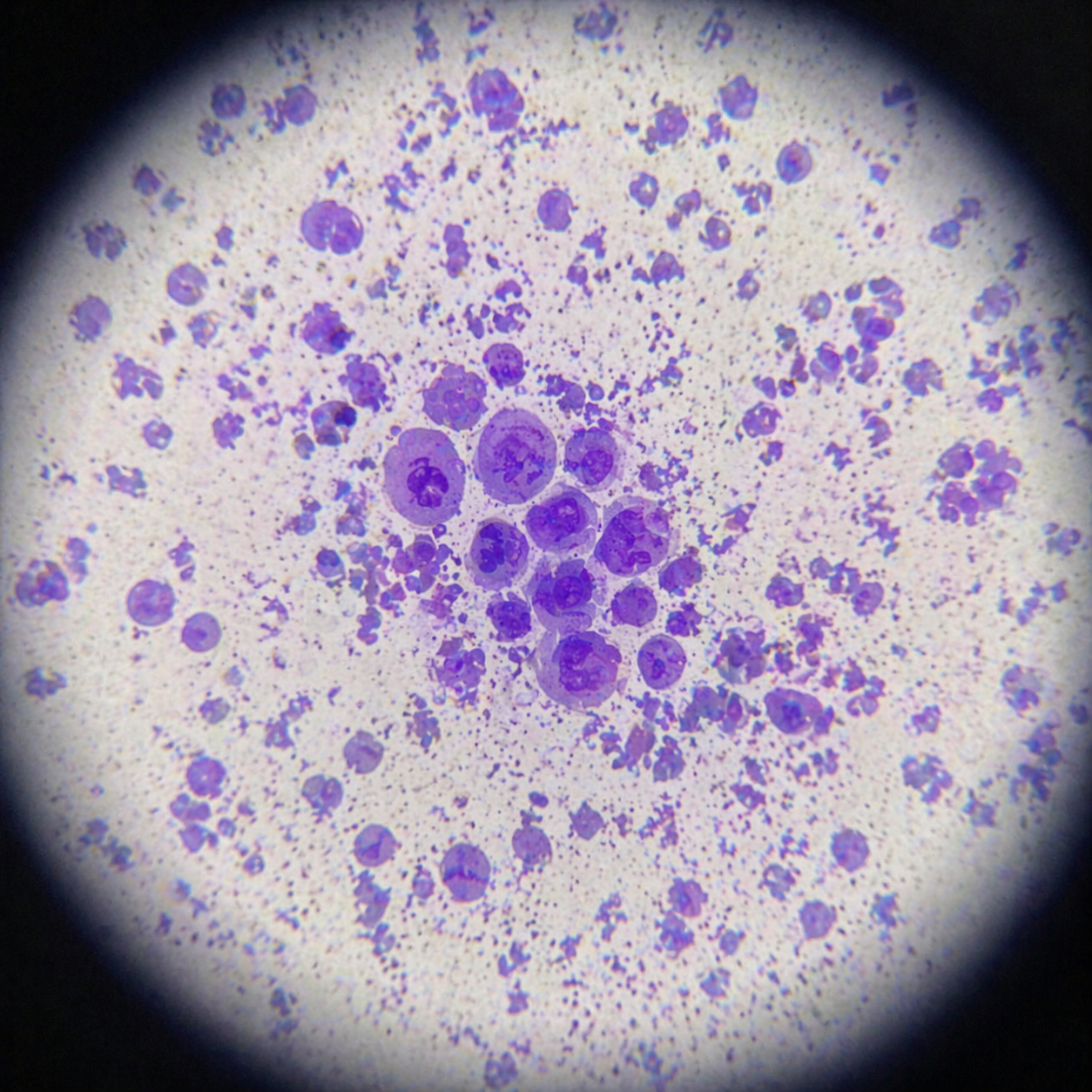 Cytologia guza u psa – diagnostyka onkologiczna w Dr Wet